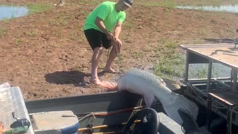 Fishermen Catch Massive Alligator Gar