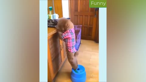 Best Funny Animal Videos 19