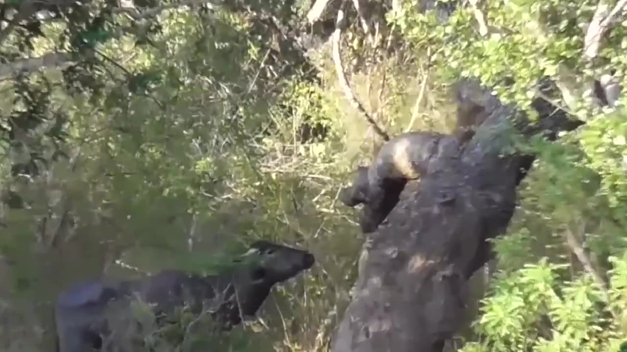 Strongest_Animals_In_Africa_►_Buffalo_Vs_Leopard,_Lion_Receives_Fierce_Attacks_From_The_Buffalo_Herd