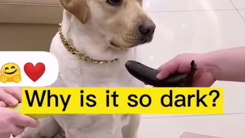 Funny dog video 🤣👏