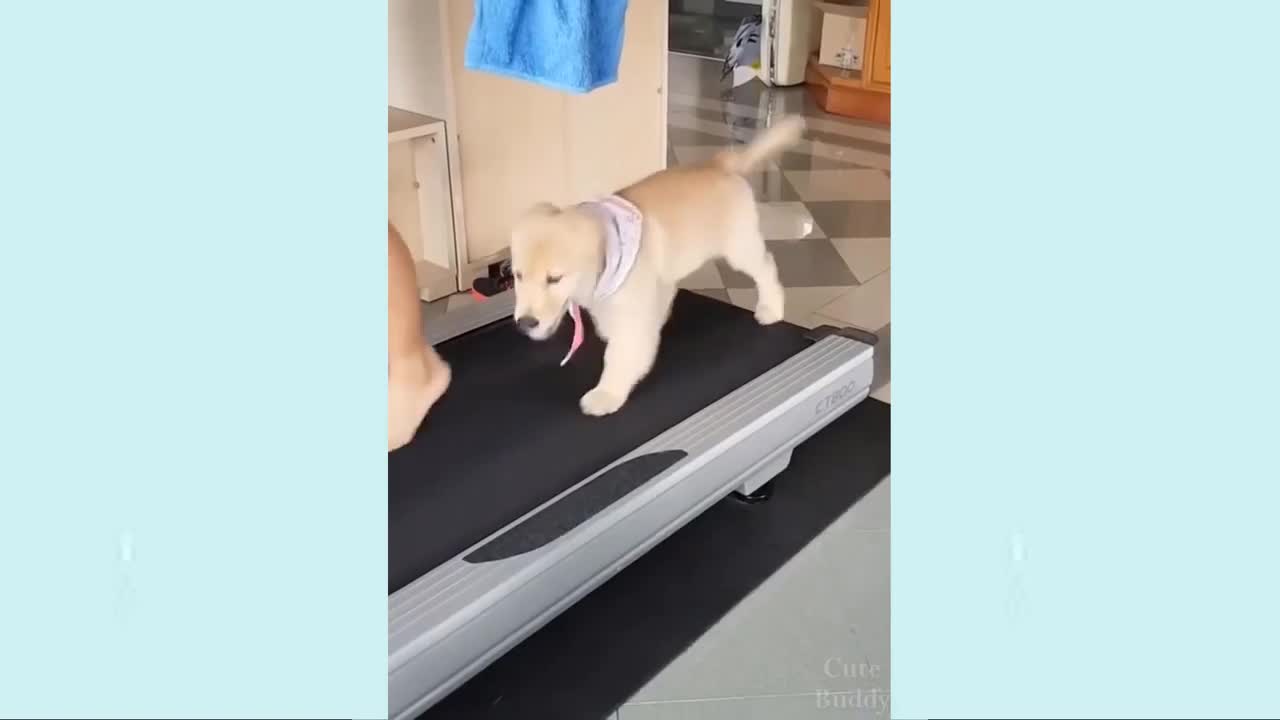 🤣Funny Dog Videos 2021🤣 🐶 It's time to LAUGH with Dog's life #6| Cute Buddy