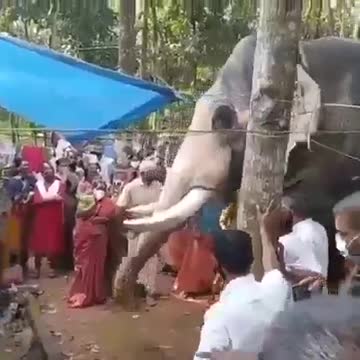 This elephant met his friend Mahout after his death at his house.very imotional video