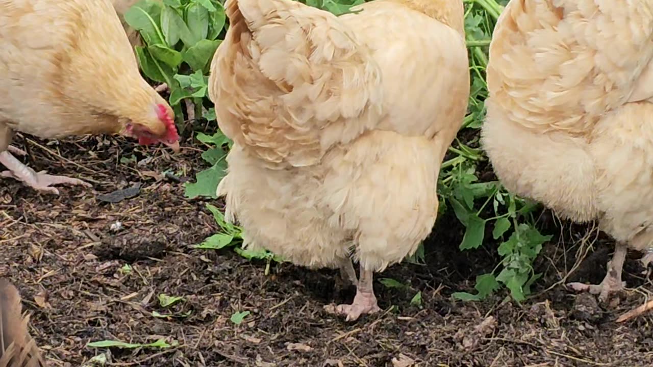 OMC! Chickens give masterclass in destroying a weed and shredding lettuce!