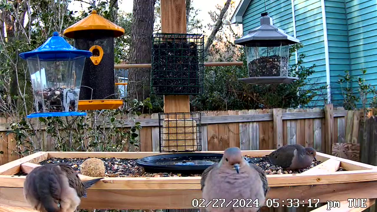 Three Stooges- Doves Grooming