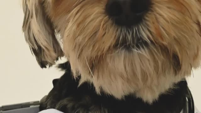 LAUGH NOW at the FUNNIEST DOGS - BEST & CUTEST DOG compilation