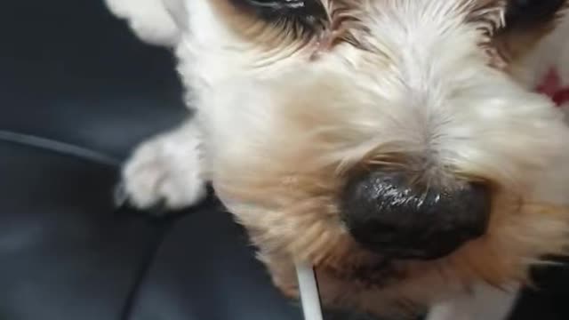 Honey-sucking puppy