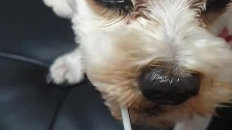 Honey-sucking puppy