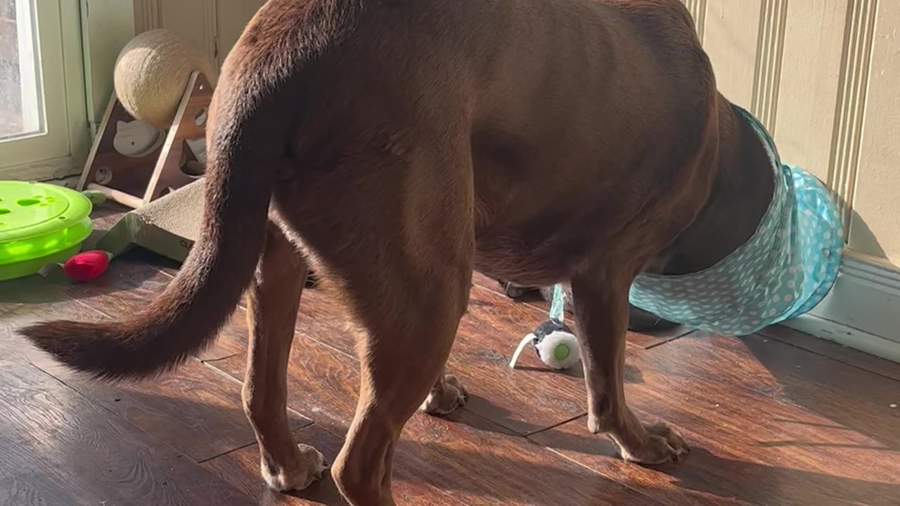 Big Dog Plays With Little Cat Tunnel