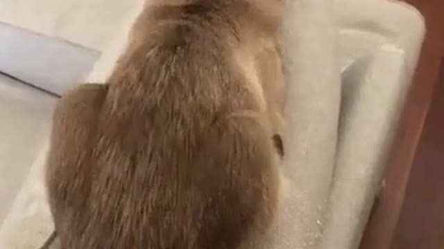Cute cat cute cat cute cat