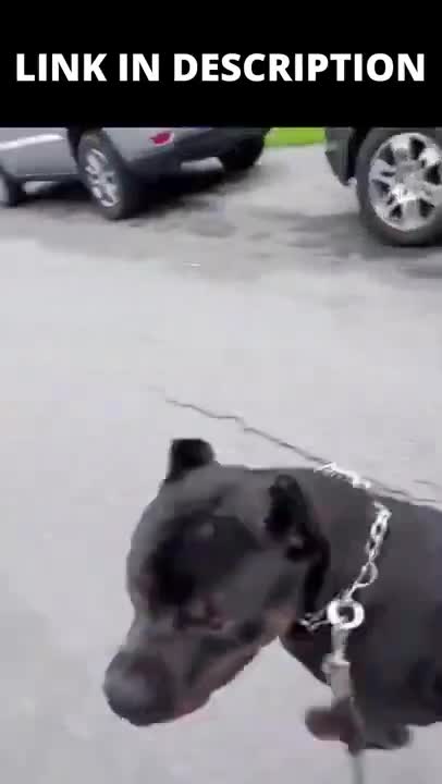 0:10 NOW PLAYING dog training vidoes part1