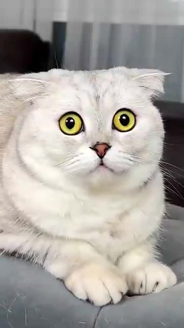 If you have a cat, there’s a good reaction 😻 animal