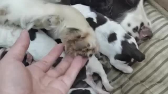 She gave birth so cute puppy. Such a lovely mother is she...