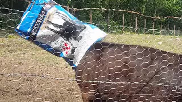 cow wanted more food