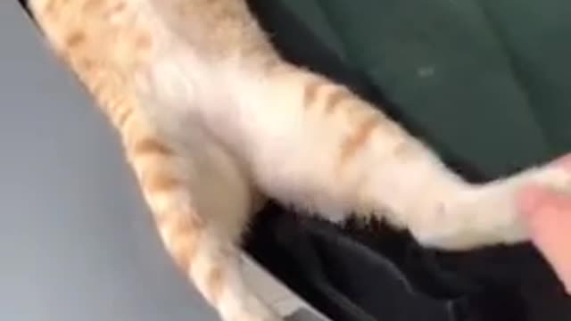 A stunned cat on the car ฅ^•ﻌ•^ฅ