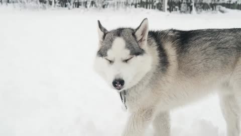 Snow dog eat something