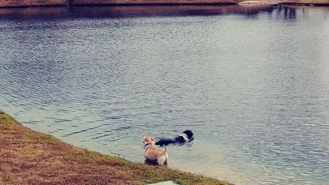 Two Dogs a Swimming