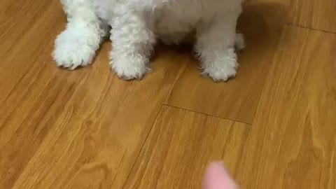Super Naughty Poodle