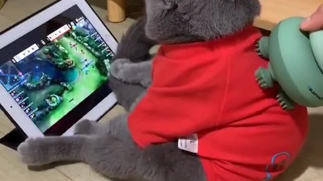 I want this kinda life