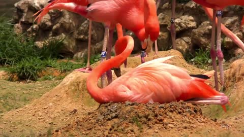 10 Most Beautiful Birds on Planet Earth, you must know and learn!
