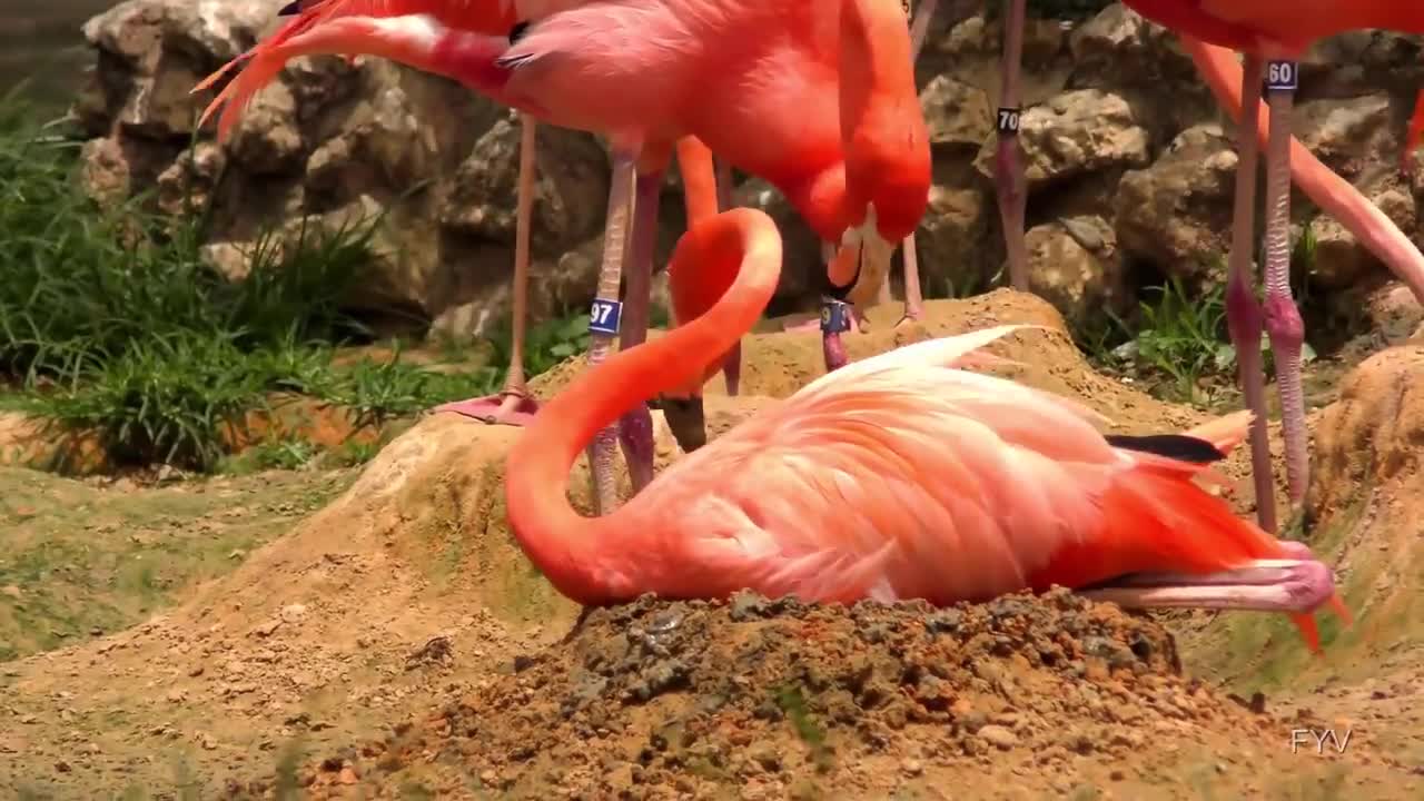 10 Most Beautiful Birds on Planet Earth, you must know and learn!