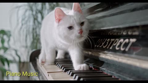 Cat funny cute piano music Sound