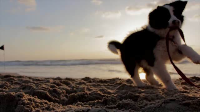 A dog plays and runs on the beach