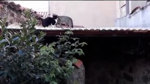 Cats: This Roof Is Too Small for Both of Us