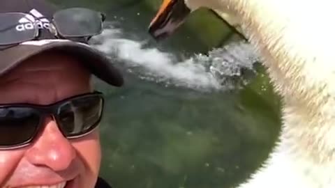 A Man Rescued a Swan!