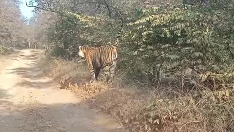 Ranthambore national park