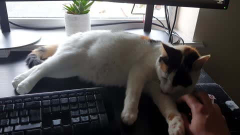 Kitty Assistant Not Very Helpful