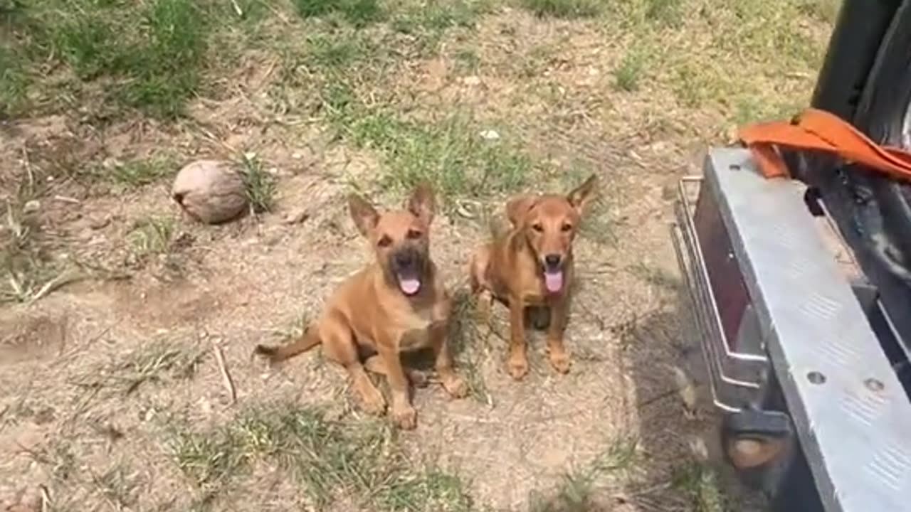 Feeding 80 Thai street dogs their dream meal