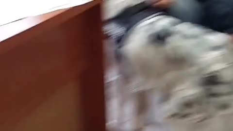 Happy dog at work