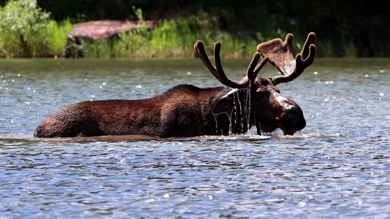 Moose Forages for Food Under Water