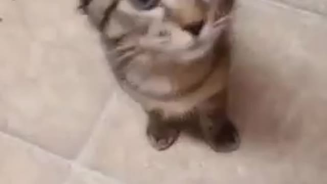 Singing Storky Funny cat 🐈