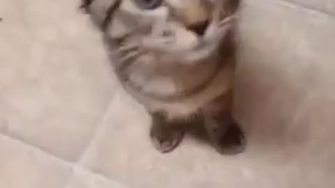 Singing Storky Funny cat 🐈