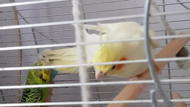 Watch the parrot dance and sing in front of its friends