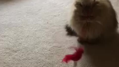 Lazy Persian Cat won’t play