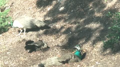 Amazing peafowl seen in suburban Los Angeles