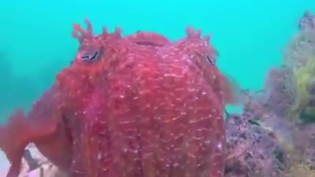 Piraputangas | América do Sul | Sete Mundos Um Planeta