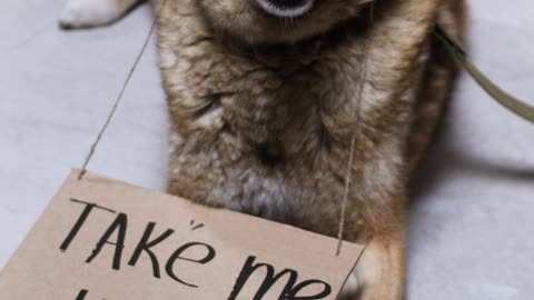 Funny dog vedios. Funny dog activities. Beautiful animal fact