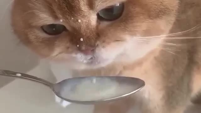 Cat talking singing and drinking milk