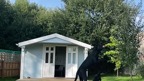Funny dog's play