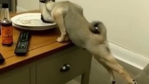 Dog can't reach