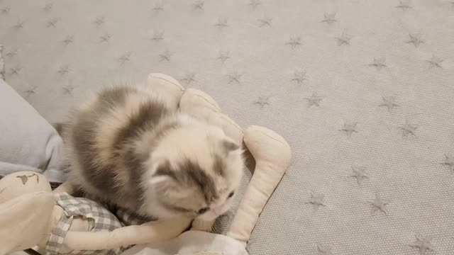 lovely small cat