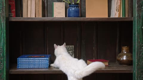 Crazy cat :-)