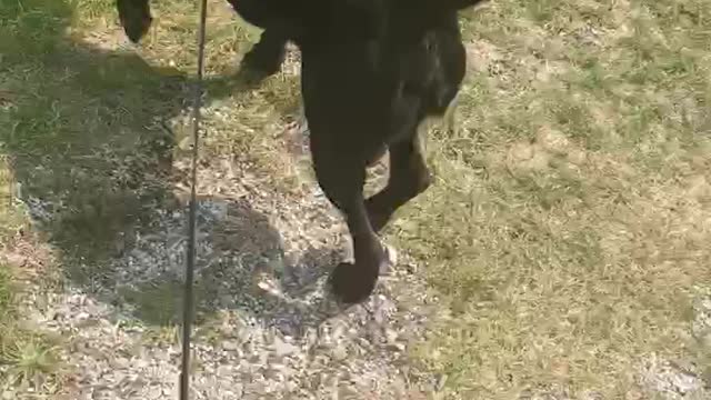 Ruger the happy dog