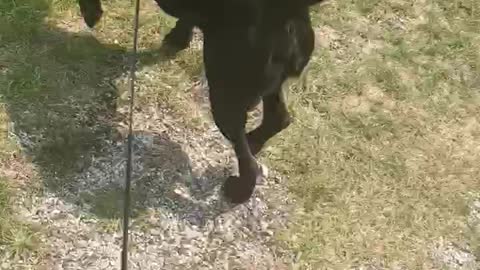 Ruger the happy dog