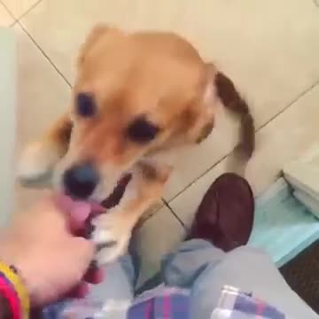 Perro recibe a su dueño en casa de un modo reconfortante