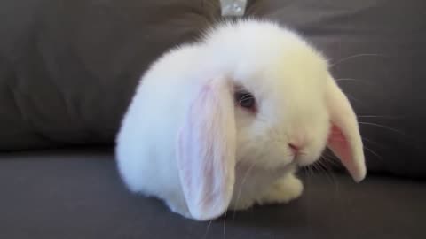 A cute little bunny cleaning her face