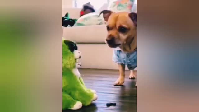 Cute_and_Funny_Cat_and_Dog_Videos_Compilation_#short